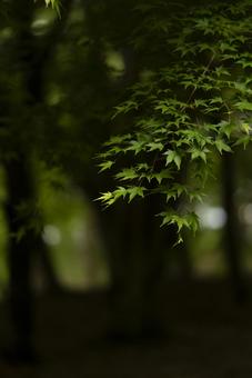 光が差し込む森の青もみじ 青もみじ,夏,初夏の写真素材