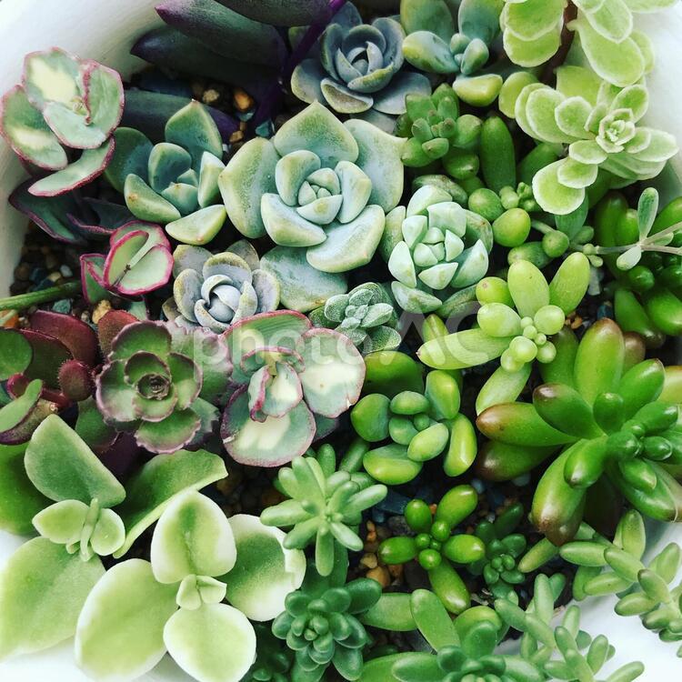 多肉植物の寄せ植え 多肉植物,セダム,エケベリアの写真素材