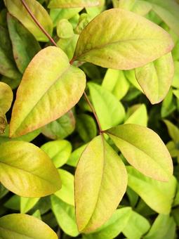 オタフクナンテン（お多福南天）２４の写真