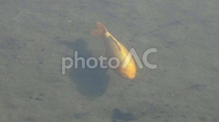 丸々と太った金色の鯉 鯉,魚,淡水魚の写真素材