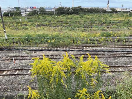 セイタカアワダチソウの生い茂る秋の線路 地方,門司,北九州の写真素材