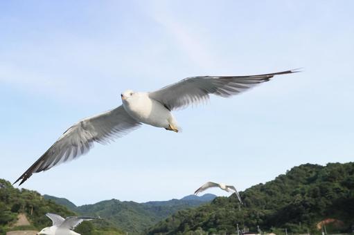 ウミネコ 笹川流れに舞う ウミネコ 笹川流れに舞うの写真