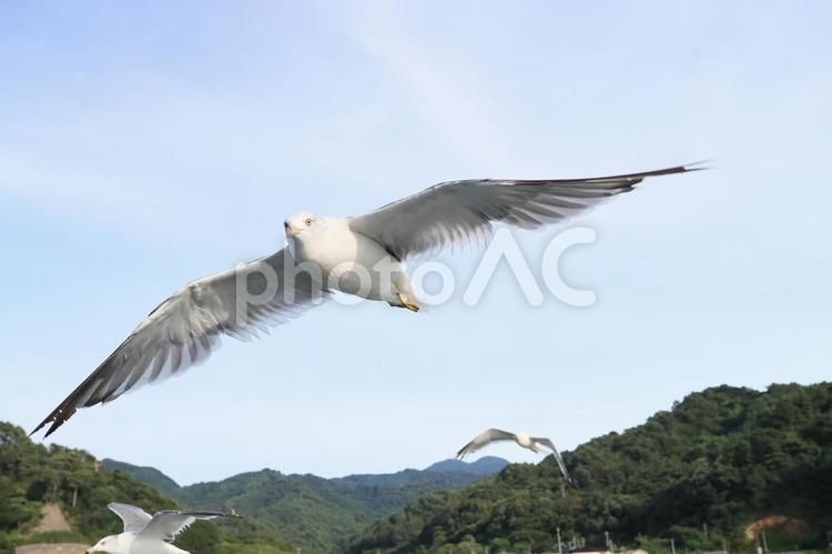 ウミネコ　笹川流れに舞う ウミネコ,海猫,鳥の写真素材