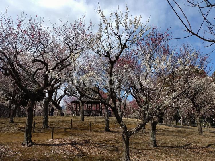 青葉の森公園　梅園 青葉の森公園,木,自然の写真素材