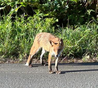 キタキツネ 野生,早朝,積丹町の写真素材