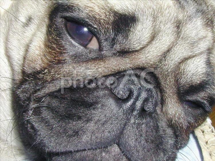 パグの鼻ぺちゃな愛らしい表情 パグ,犬,ペットの写真素材