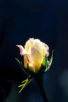 Single rose flower 6, JPG