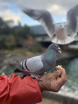 Photo, bird, dove, seagull, 