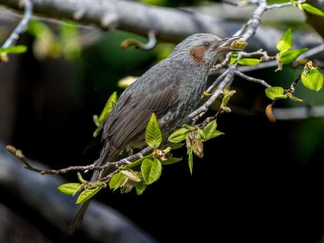 枝にとまるヒヨドリの写真
