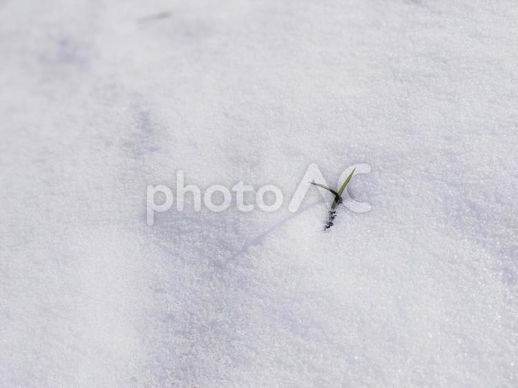雪の中の小さな草 雪,冬,冷たいですの写真素材