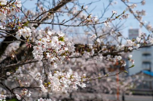 Photo, cherry blossoms, spring, landscape, 