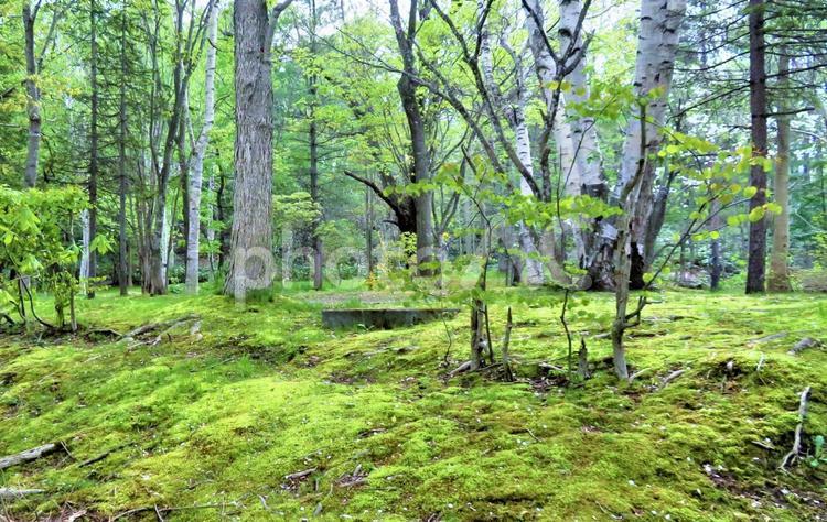 北海道　緑が美しい新緑の森 北海道,春,植物の写真素材