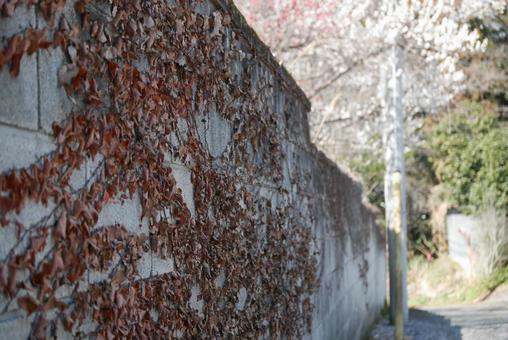カメラ散歩 木,葉っぱ,散歩の写真素材