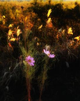 河原に咲くピンク色のコスモス 河原に咲くピンク色のコスモス 花,コスモス,花びらの写真素材