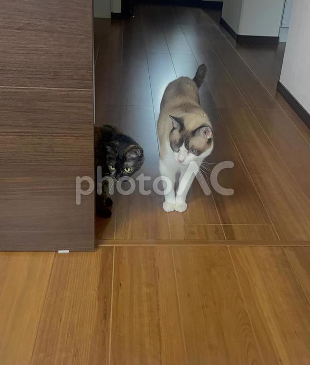 何かを真剣に見つめる子猫２匹 猫,ペット,住宅の写真素材