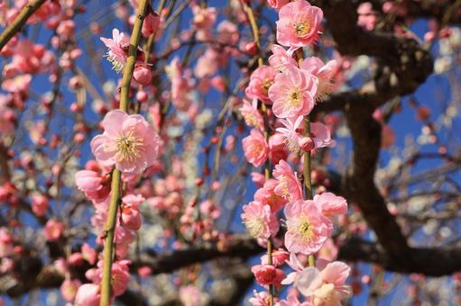 ピンク色の垂れ梅 花びら ピンク色の垂れ梅 花びらの写真
