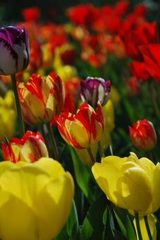 Tulip flowers, JPG Tulip flowers, JPG