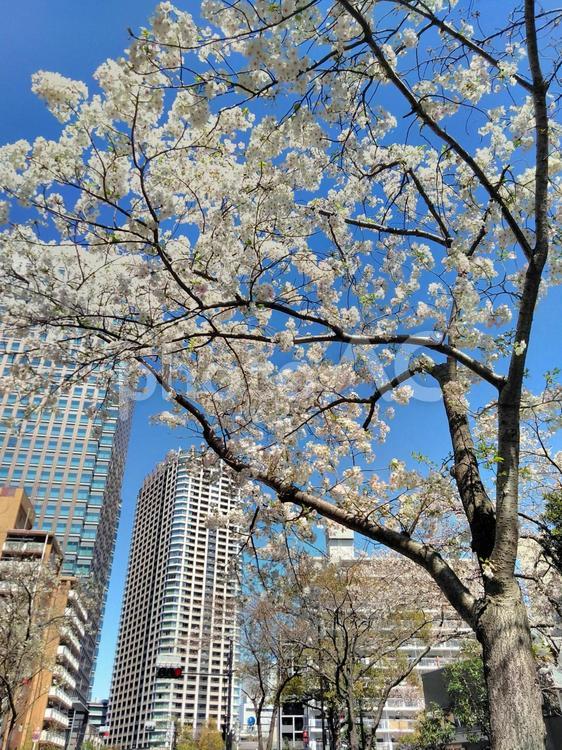 都会の桜 オフィスビル,高層マンション,桜の写真素材