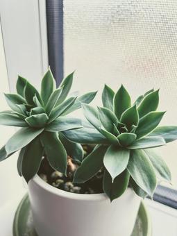 Succulents, JPG