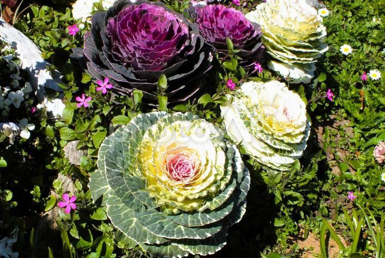 美しい葉牡丹はまるでお花のよう 葉牡丹,白い,紫色の写真素材
