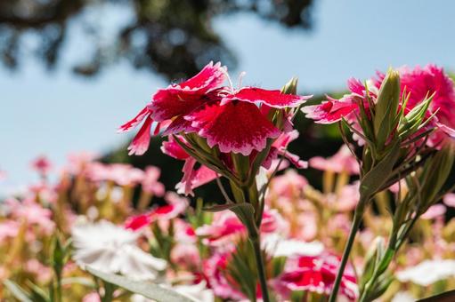 ピンク色の撫子の花畑 ピンク色の撫子の花畑の写真