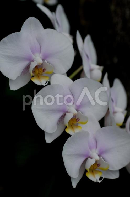 胡蝶蘭3 アップ,植物,花の写真素材
