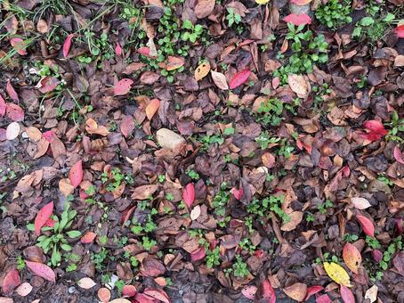 落ち葉 落ち葉,紅葉,葉っぱの写真素材