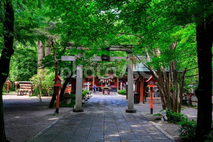 緑に包まれる神社の参道 神社,鳥居,参道の写真素材