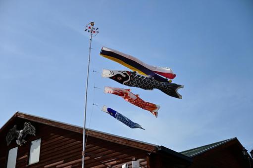 5月の空を泳ぐこいのぼり 子供の日 5月の空を泳ぐこいのぼり 子供の日 こいのぼり,子供の日,gwの写真素材