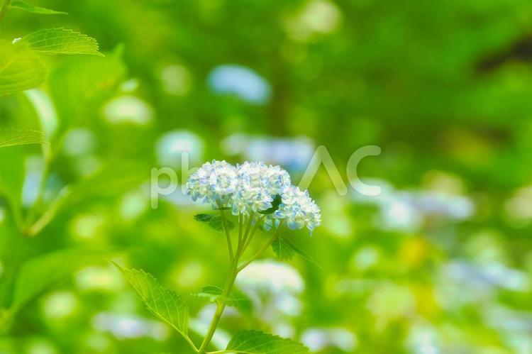 アジサイ　紫陽花　あじさい 月,紫陽花,2023年の写真素材