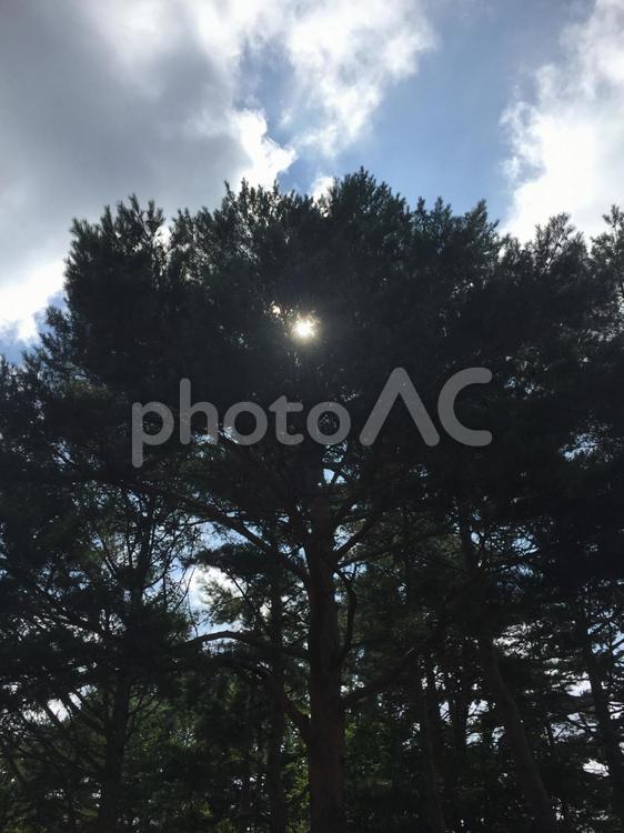 木漏れ日 木,木材,風景の写真素材