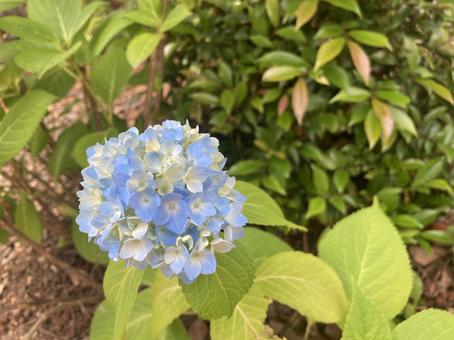 青い紫陽花 青い紫陽花の写真