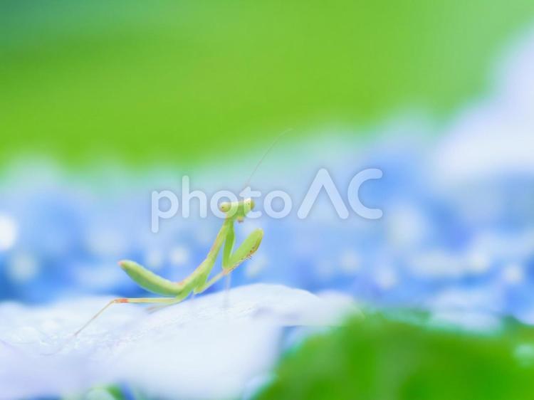 水色紫陽花の上に小さなカマキリカメラ目線 アジサイ,カマキリ,紫陽花の写真素材