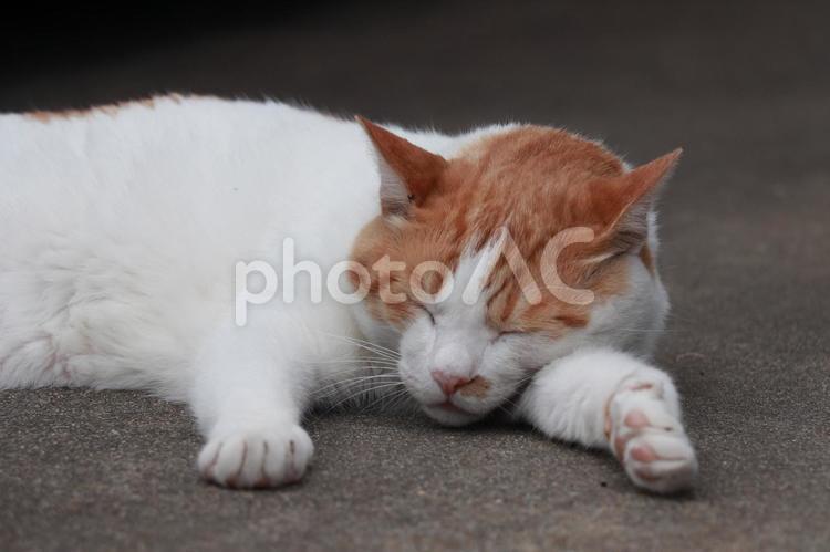 気持ちよさそうに眠る猫 ねこ,ネコ,ペットの写真素材