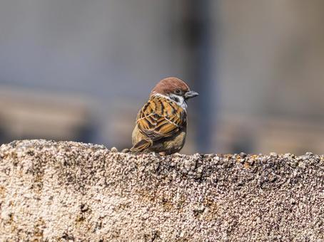 塀にとまるスズメ スズメ,雀,鳥の写真素材