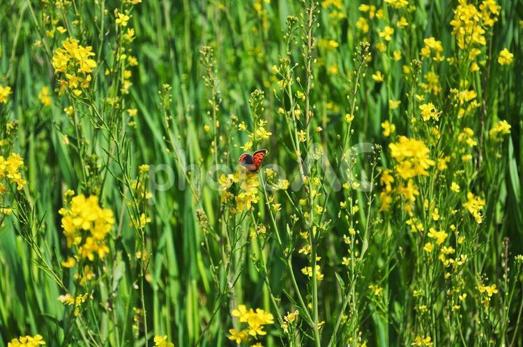 菜の花の蜜を吸う蝶 菜の花,春,蝶の写真素材
