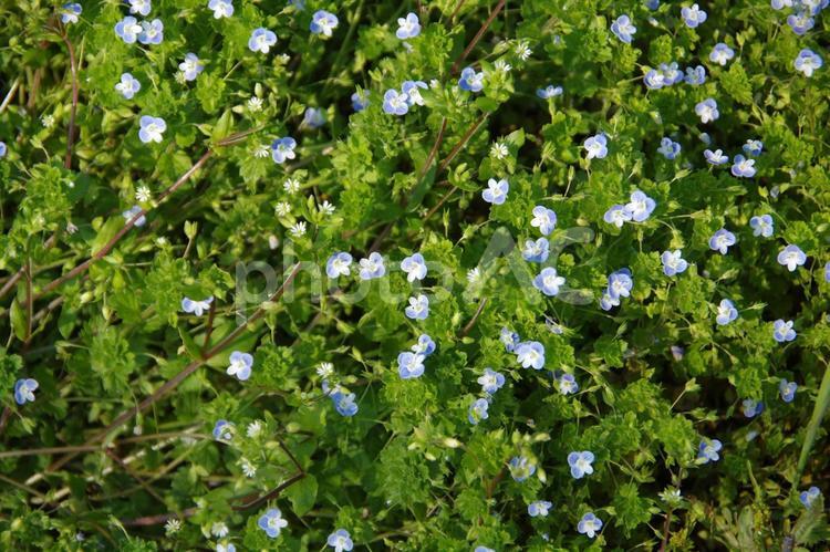 自生するオオイヌノフグリ　春の草花 オオイヌノフグリ,草花,春の写真素材