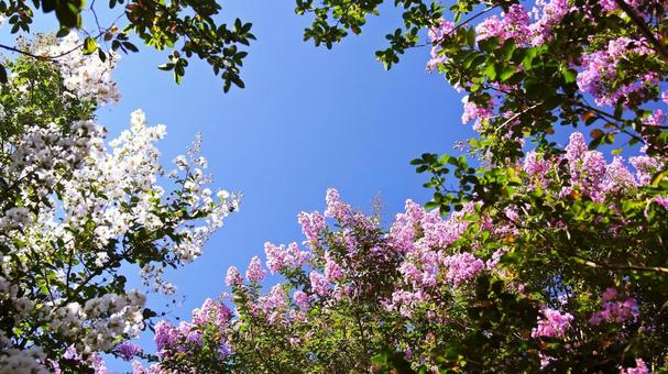 百日紅-238 百日紅-238の写真