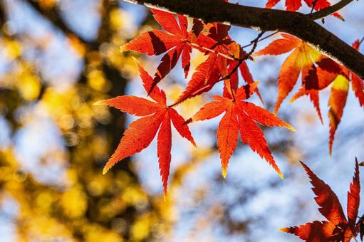 ネーブルパークの紅葉 紅葉,もみじ,赤の写真素材
