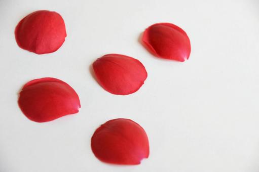 薔薇の花びら 薔薇の花びら 花びら,ばら,薔薇の写真素材