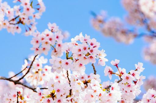 青空に映える満開の桜 29 桜,ソメイヨシノ,サクラの写真素材
