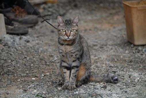 Stray dog from Ehime Prefecture ①, JPG