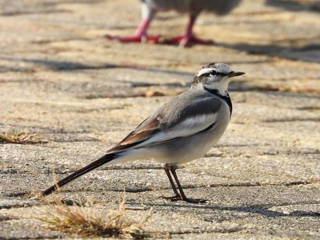 ハクセキレイ2 ハクセキレイ,鳥,鳥類の写真素材