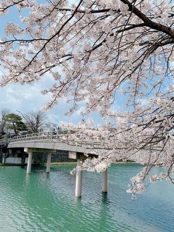 桟橋と桜 桟橋と桜の写真