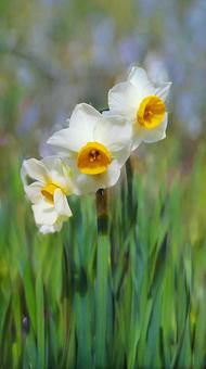 Narcissus, JPG