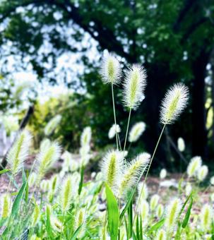 エノコログサ エノコログサ 猫じゃらし,草,植物の写真素材