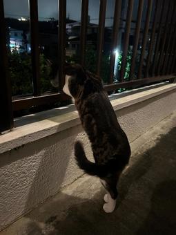 Photo, cat, animal, a pet, 