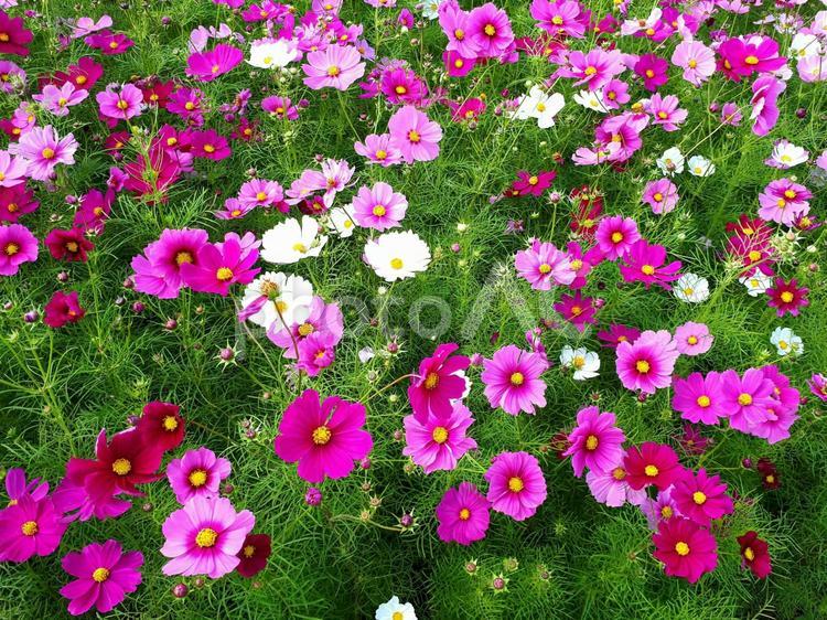 色とりどりのコスモス　 コスモス,秋桜,花の写真素材