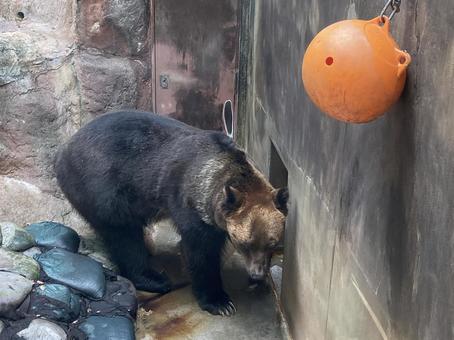 ヒグマ ヒグマ,エゾヒグマ,熊の写真素材