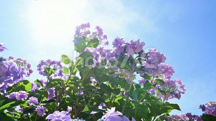 形原温泉あじさいの里 綺麗なアジサイの花 あじさい,紫陽花,あじさいの里の写真素材